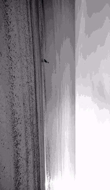 a black and white photo of a wall with a spider on it