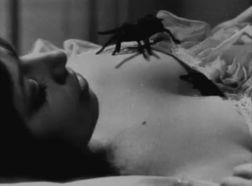 Bugs Insects GIF - Bugs Insects Spiders GIFs
