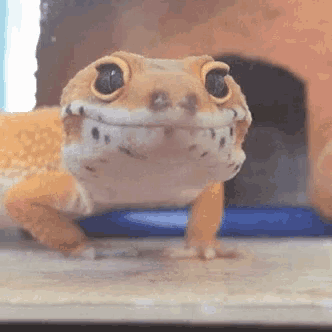 a close up of a lizard 's face with a smile on it 's face .