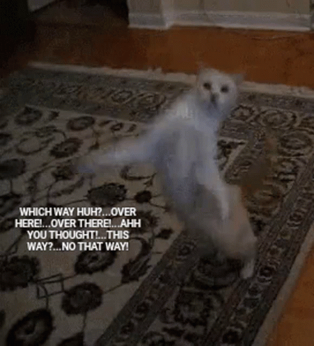 Funny Too Quick GIF - Funny Too Quick Funny Cat GIFs