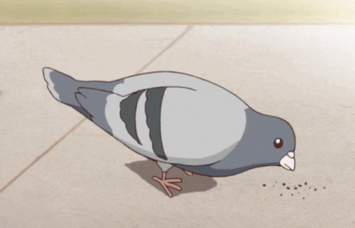 Pigeon Eating GIF - Pigeon Eating Bird GIFs