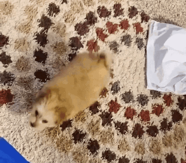 a small dog is laying on a rug next to a white cloth .