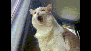 Cat Roar Yawn Lol Kitty Happy Funny Cat Yawning GIF - Cat Roar Yawn Lol Kitty Happy Funny Cat Cat Yawn GIFs
