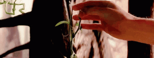 a close up of a person 's hand touching a plant growing on a tree branch .
