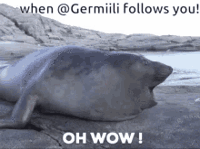 a seal is laying on a rock near the water with the caption " oh wow "