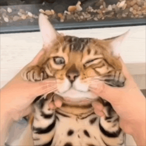 a close up of a person petting a cat 's face