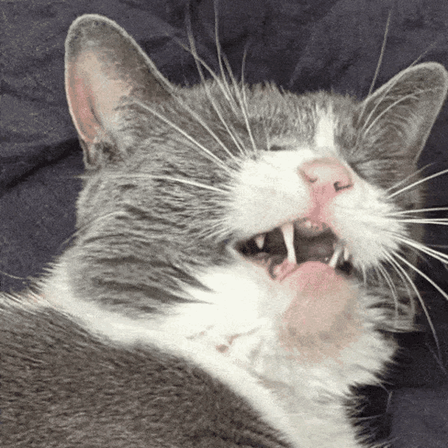 Screaming Cat Screaming GIF - Screaming Cat Screaming Cat GIFs