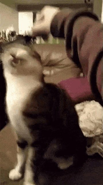 Cat Scratch GIF - Cat Scratch Head Scratch GIFs