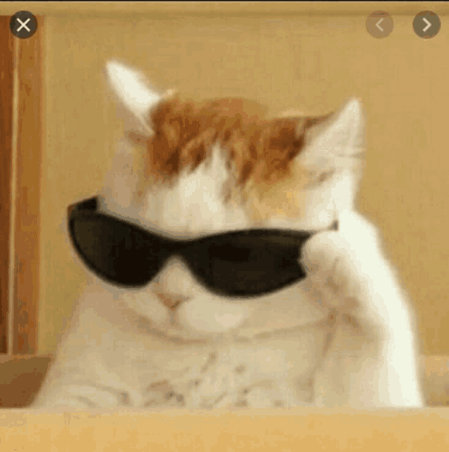 a cat wearing sunglasses is sitting on a shelf