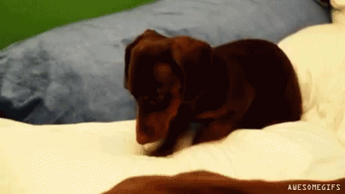 Dogs Puppy GIF - Dogs Puppy GIFs
