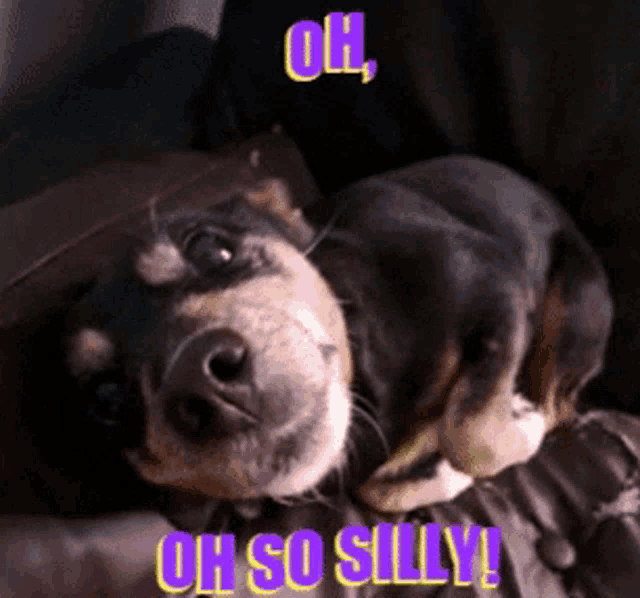 a dog laying down with the words oh so silly written above it