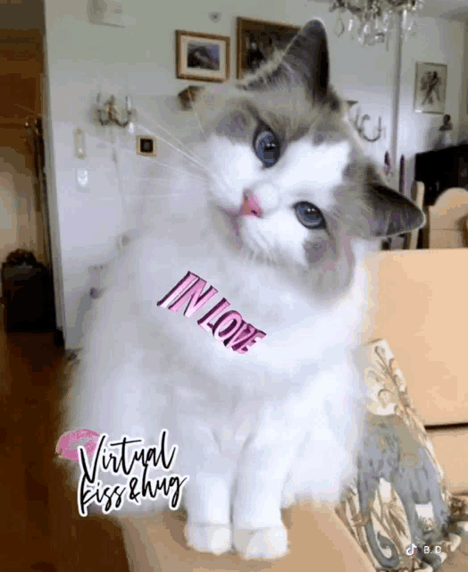 a cat is sitting on a couch with a sticker on its neck that says ' i 'm in love '