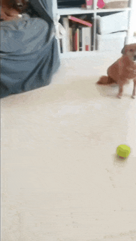 a dog is playing with a tennis ball in a living room