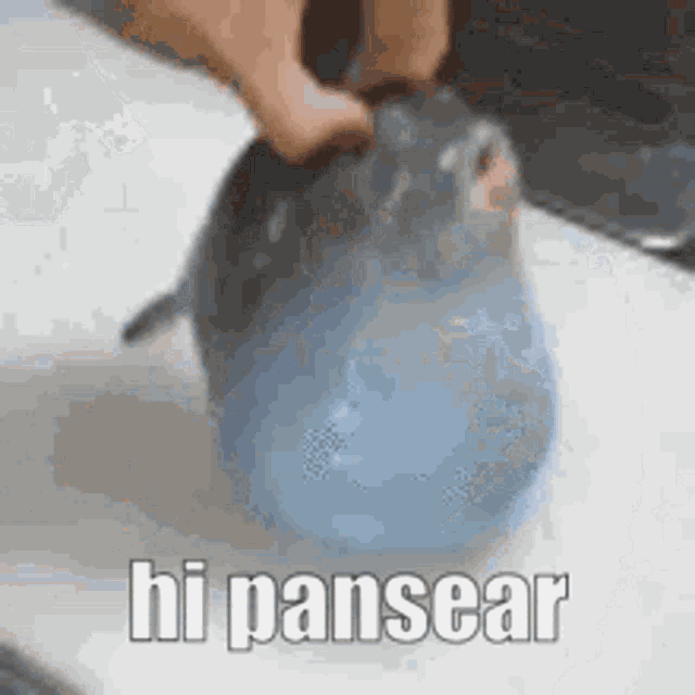 Pansear Hi Pansear GIF - Pansear Hi Pansear Pufferfibsh GIFs