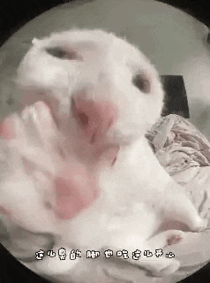 a close up of a white cat laying on a bed with its paws up .