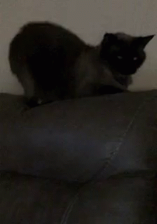 Stretch Nap GIF - Stretch Nap Cat GIFs