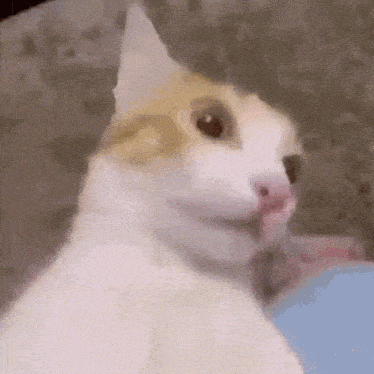 Cat Shocked GIF - Cat Shocked Glitch GIFs