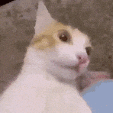 a close up of a cat making a funny face while looking at the camera .