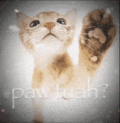 a cat with paw tuah written on the bottom