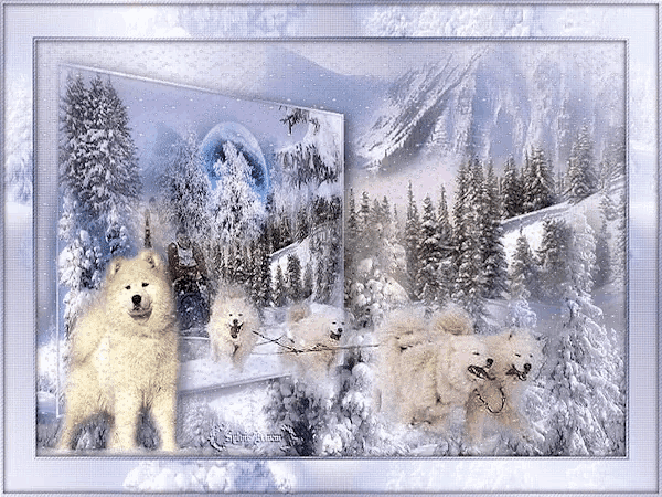 a picture of a snowy forest with a few dogs