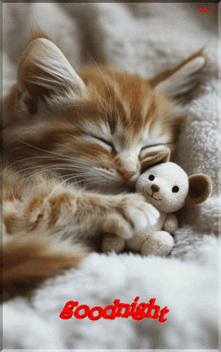 a picture of a cat sleeping with a teddy bear and the words goodnight written in red