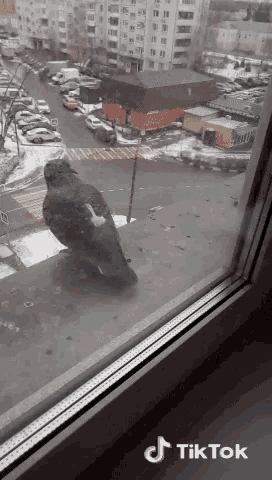 a bird sitting on a window sill next to a sign that says ' tik tok '