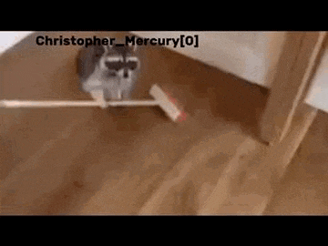 a raccoon is walking on a wooden floor holding a broom .