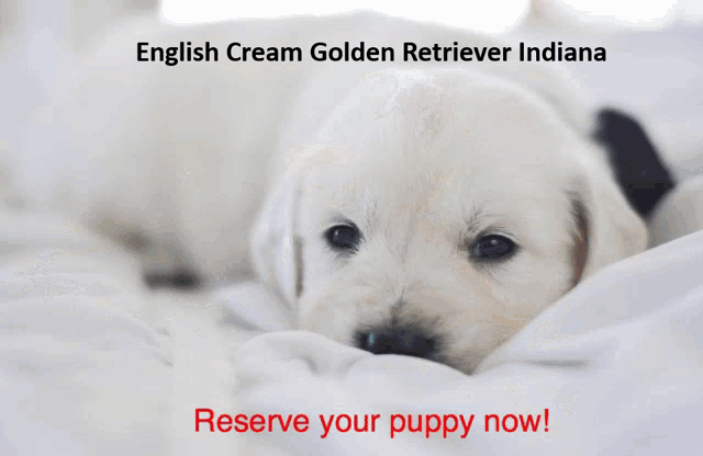 a picture of a dog with a sign that says indiana goldens