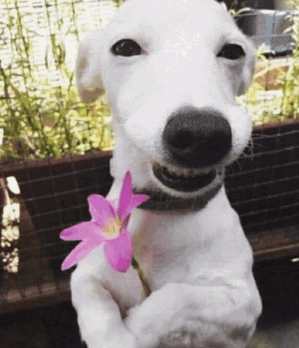 a white dog holds a pink flower in its paws