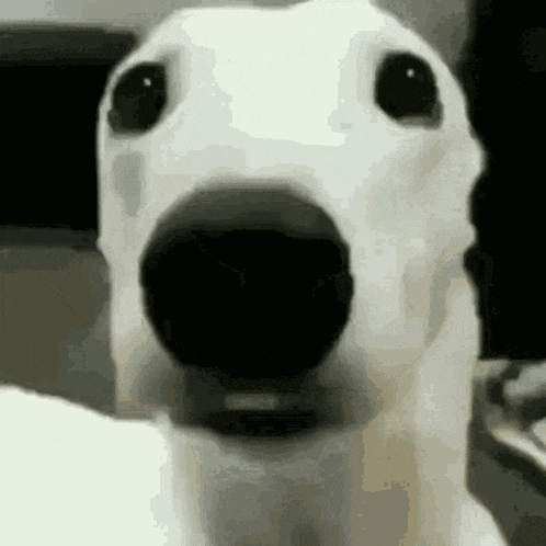 a close up of a dog 's face with its mouth open .