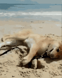 a dog is laying on its back on a beach