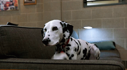 Dalmatian Dog GIF - Dalmatian Dog Dogs GIFs