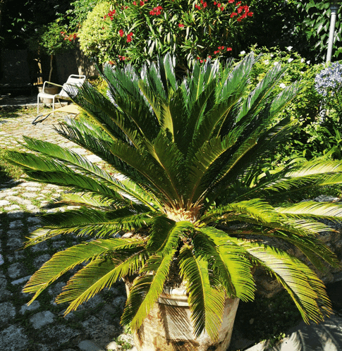 a large palm tree in a white pot is surrounded by flowers