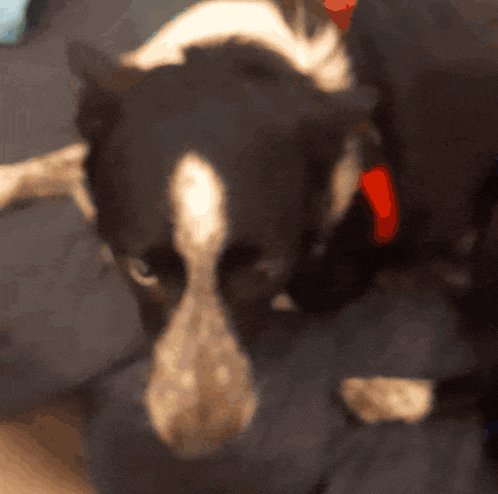 a black and white dog with a red collar laying down