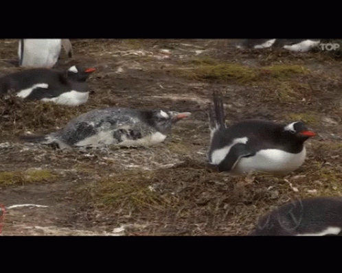 Pingüino GIF - Pingüino GIFs