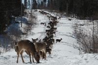 a herd of deer are grazing on a snowy road