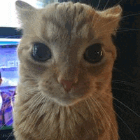 a close up of a cat 's face looking at the camera with a tv in the background .