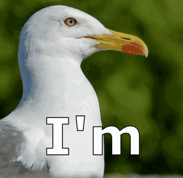Sexygull Seagull GIF
