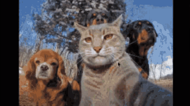 a group of dogs and a cat are posing for a picture together