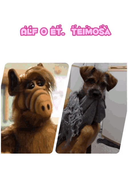 a picture of a stuffed animal with the words alf o et teimosa above it