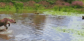a couple of animals are swimming in a pond