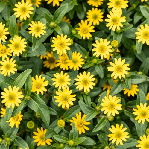 a bunch of yellow flowers with green leaves