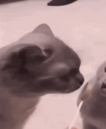 two cats are standing next to each other on a table and one of them is looking at the camera .