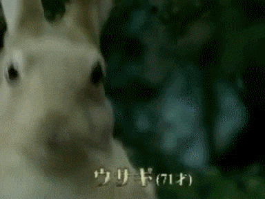 a close up of a rabbit 's face with chinese writing in the background