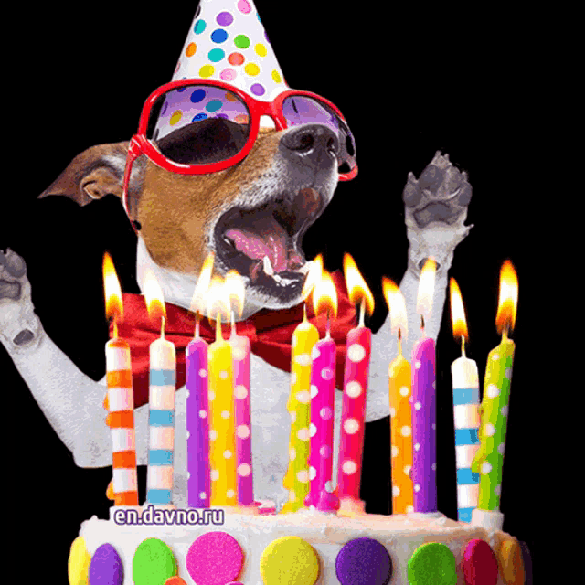 a dog wearing a party hat and sunglasses is standing in front of a birthday cake