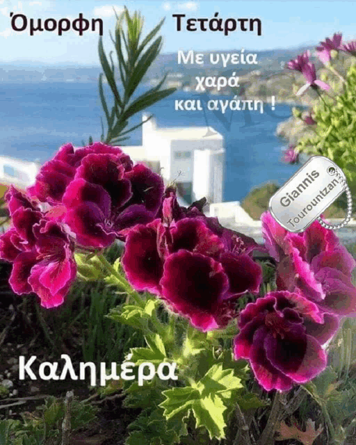 a purple flower with a tag that says giannis touroutzani on it