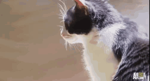 a close up of a black and white cat with the word planet on the bottom right