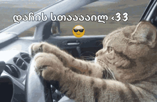 a cat is driving a car with a smiley face on the dashboard