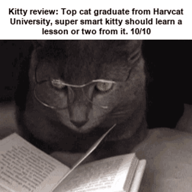 Cat Review Kitty Review GIF - Cat Review Kitty Review GIFs