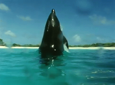 Killer Whale'S Breathtaking Jump GIF - Whale Ocean Jump GIFs